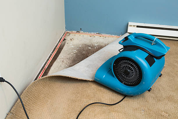 Best Basement water damage restoration  in Moon Lake, FL